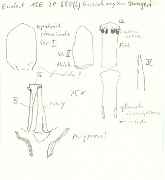 Vorschaubild Eusideroxylon zwageri Teijsm. & Binn.